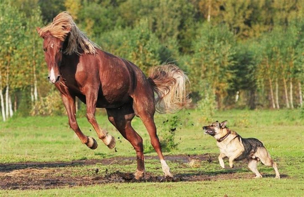 8 grunde til, at heste er bedre end mænd Ridehesten.com