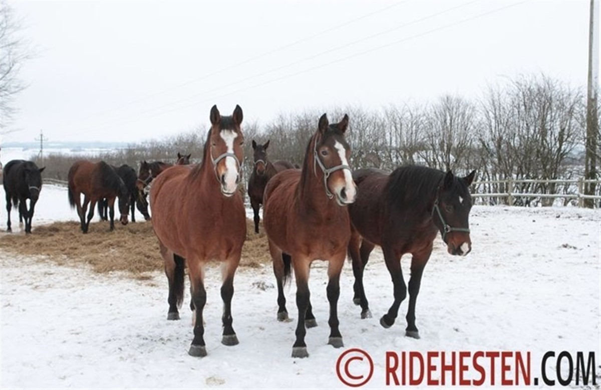 Vinterpasning Af Foldhesten - Ridehesten.com