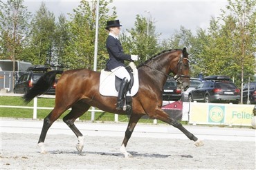 Gode danske heste ved Norsk Breeders Trophy 