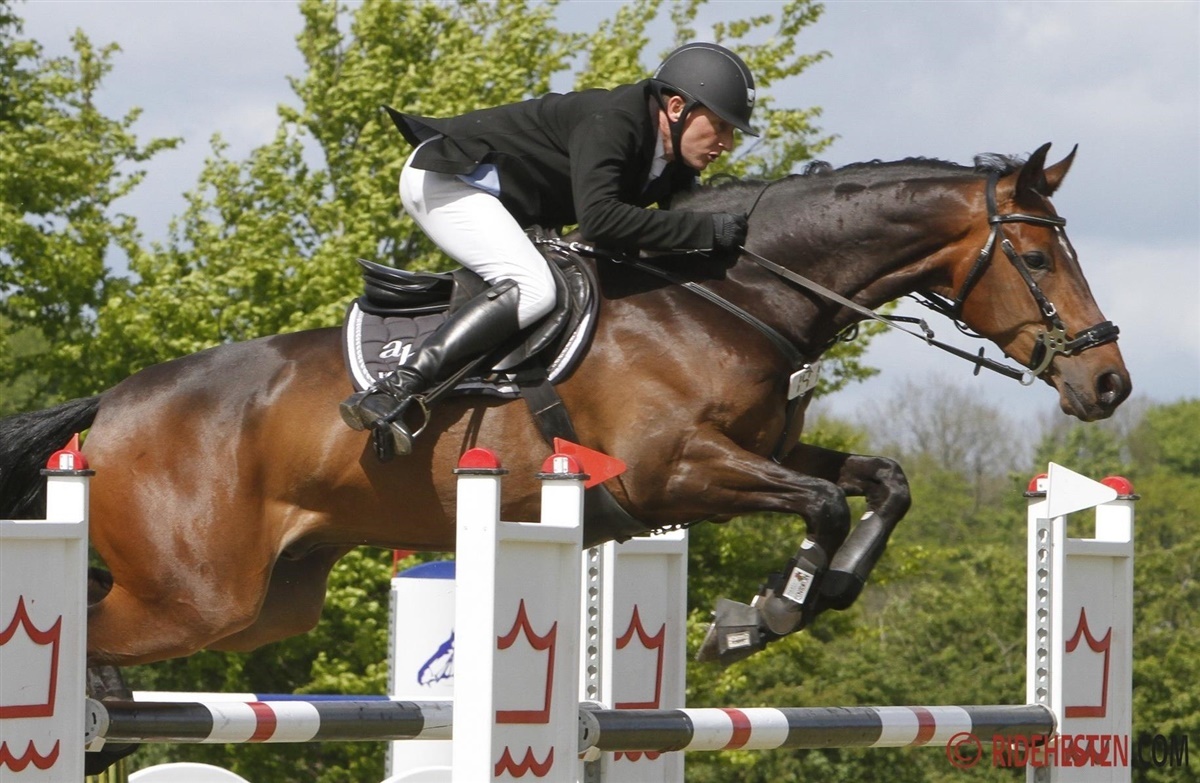 Dansk Varmblods-hest vinder i Sopot - Ridehesten.com