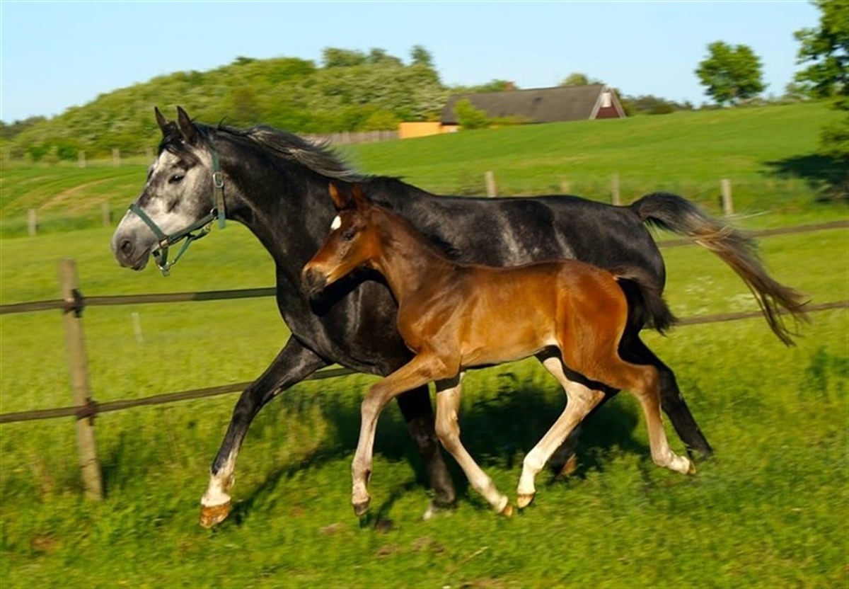 DWB-stallion Sezuan offspring popular - Ridehesten.com