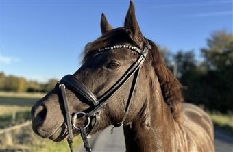 – Hun tager alt det, jeg byder hende i stiv arm