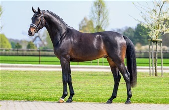 Endnu en DV-hingst p&aring; tysk station