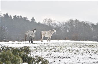 Hvordan passer du bedst din hest i vinter?