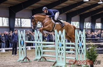 Stjernest&oslash;v og st&aelig;rke hingste hos B&oslash;geg&aring;rden