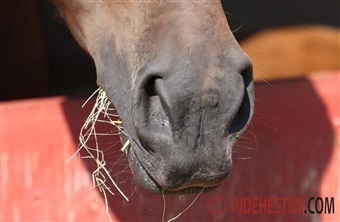 Hestens V&aelig;rn s&oslash;ger l&aelig;gfolk