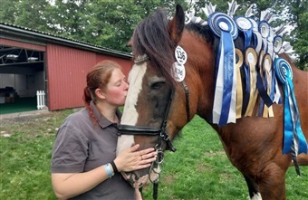 Fra miniature til Clydesdale: Store Hestedag samler alle