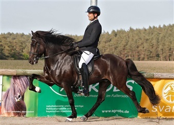 For f&oslash;rste gang: Isl&aelig;nderhingst til Katrinelund