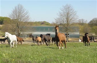 Oplev hestene hos Nyt Hesteliv blive lukket p&aring; gr&aelig;s