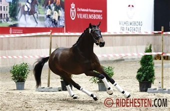 Endnu 18 dressurhingste klar til k&aring;ring