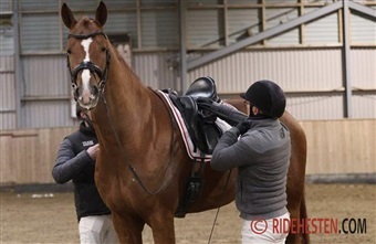 Alle fire hingste bestod 35-dages test