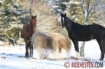 Hvad viser grovfoderanalyserne i &aring;r?