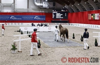Springhingstene &aring;bnede ballet