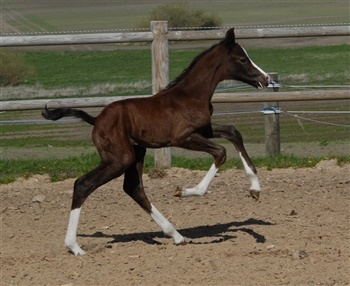 Søgaards Moon Dancer