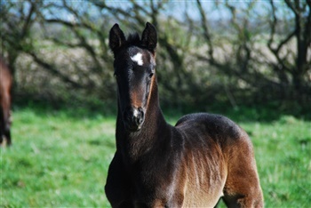 Lajgårdens Cavalino