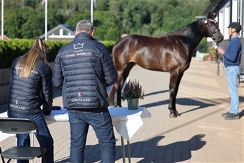 DV Norge Sadelkåring, eksteriørkåring, 2-års, føl og egnethedstest