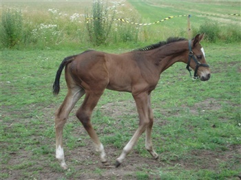 Meklenborgs Victor