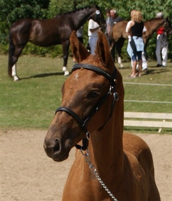 Lillehøjs Ami de Rafael