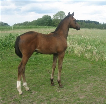 Vejledals Bono