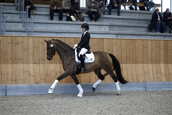 DV Egnethedstest dressur springning Stutteri Ask og Blue Hors Region 3