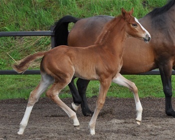 Bjergagergaards Larousse