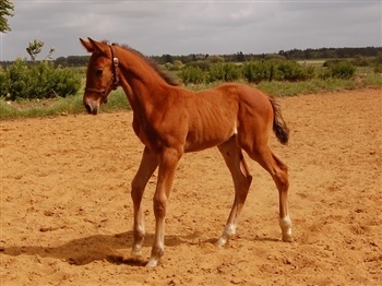 Gammelgaards Lambada