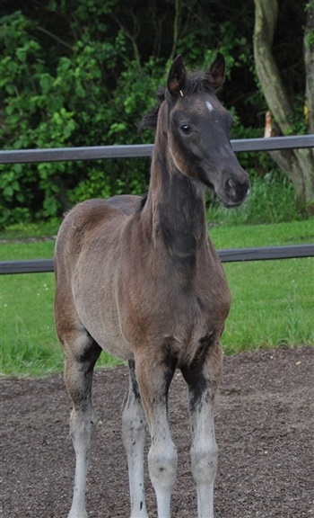 Bjergagergaards Roxie Hart 