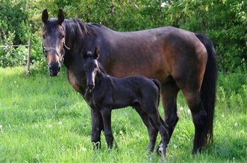 HL Cavallino