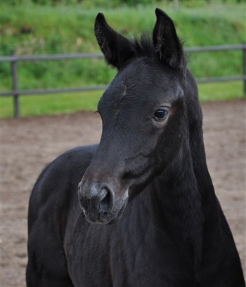 Bjergagergaards Isadora