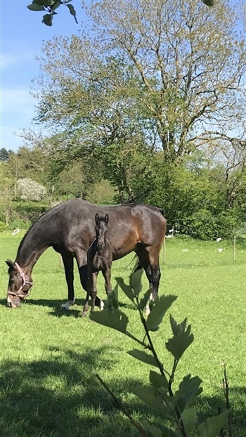 Søndergårds Rufus