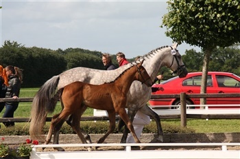 Kirkelodgaard's Camelot