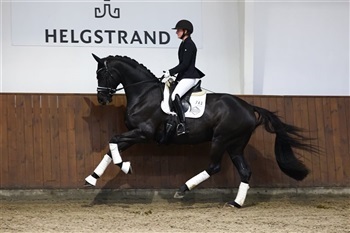 DV Egenthedstest dressur region 7