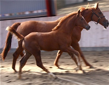 hoppeføl