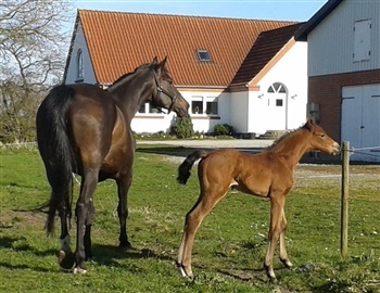 Ferrari Steffenhøj