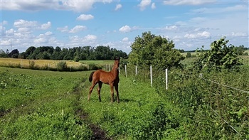 Langeskovs Zalvador