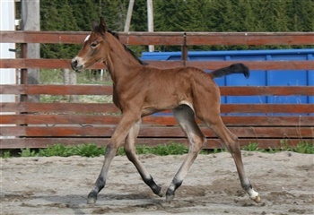 Stallknekten`s Amy