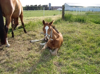 Søensmindes Sylvester