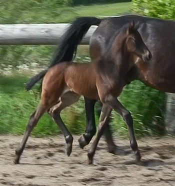 Porsborggaardens HotteLotte