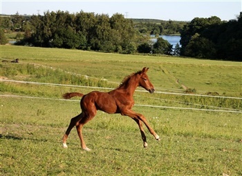 Zirius Overskovlund