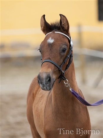 Dozenborgs Senior Caspian