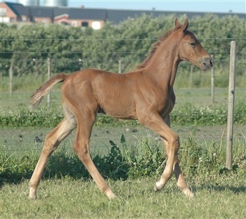 Rønbjergs Donna Fetti