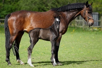 Schwarze Schwalbe Macohl