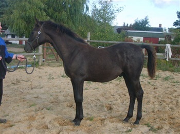 Butterhill´s Mon Charmuer