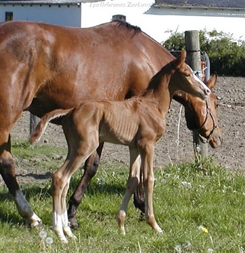 Fjællebroens Zarkovski