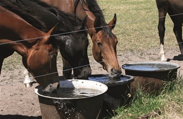 Kan din hest lide vandet?