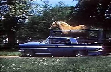 En hest der kan k&oslash;re bil (VIDEO)