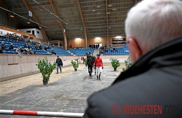 18 dressurhingste klar til Herning