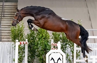 Springhingstekollektionen i Verden