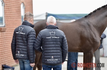 Dressurhingste klar til afpr&oslash;vning