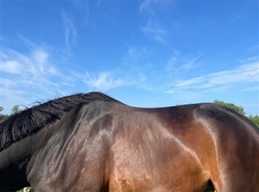 Hvordan er din hests kropsholdning?